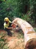 Misconceptions With Arborists and Their Significant Role in Gardening