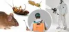 How To Get Rid Of Fleas At Your Home? - Pest Control - OtherArticles.com