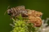 Common Types Of Pest Control Chemicals Used For Pest Control Businesses  - Pest Control - OtherArticles.com