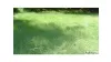 The Type Of Fertilisers Best to Use for Buffalo Grass?