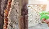 What Are Signs Of Termites In A House? - Pest Control - OtherArticles.com