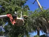 Tree Trimmers Ocala FL