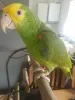 parrots for sale