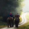 Book Luxury Resorts in Corbett | Avail Best Deals on Jim Corbett Packages