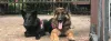 Best Dog Training for Puppy &amp; Service Dog in NYC, CT &amp; NJ