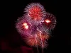 What Can You Do to Help Your Dog Overcome His Fireworks Fear?