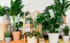 Get Inspired With Online Plants for Sale
