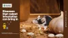 Types of diseases that rodent infestation can bring in