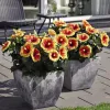 Hibiscus: Guide to growing, caring &amp; decorating (32+ designs) | Building and Interior