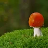                     Quiz: How Much Do You Know about House Of Shrooms? | De Gente Vakana    