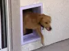 Pet Doors Makes Pet Owners Life Easier - Mark Watson Blogs