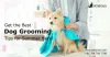 Get the Best Dog Grooming Tips for Summer Here!