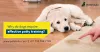 Why do dogs require effective potty training?