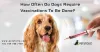How Often Do Dogs Require Vaccinations To Be Done?