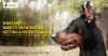 What you need to know before getting a protection dog?