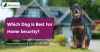 Which Dog Is Best For Home Security?