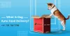 What is Dog Auto Food Delivery?