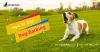 How To Stop Dog Barking