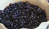 Buy Juniper Berries Online in Dried Form via UK Based Online Store