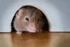 best pest control grange