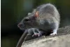 Do You Need Attic Rat Control? Here Are the Signs! Article - ArticleTed -  News and Articles
