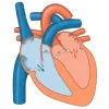 Best Cardiologist in Indore MP | Top Heart Specialist Indore | Dr Sarita Rao