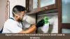 Expert Cockroach Pest Control Services in Gold Coast &amp; Brisbane Article - ArticleTed -  News and Articles