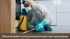 Effective Rodent Control Services in Gold Coast and Brisbane Article - ArticleTed -  News and Articles