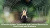 Effective Spider Treatment and Control Services in Gold Coast and Brisbane Article - ArticleTed -  News and Articles