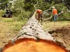 Affordable Tree Removal Daly City CA