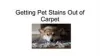 Cleaning Pet Stains from Carpet  