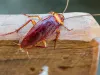 Termite Removal Company in Brooklyn NY