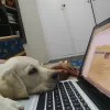 Freelance Content Writer in India