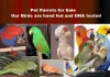 Home - Pet Bird Breeders