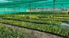 Dragon Fruit Plant for Sale