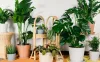 Online Indoor Plants to Bring Luck Home