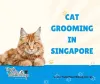 Cat Fur Maintenance Essentials: — The Pets Workshop