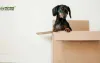 8 Useful Tips for Moving to Delhi from Hyderabad with Your Pet Dog