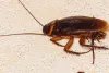 Cockroaches Control Services Singapore | Termibug