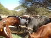 Cows for sale