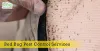 How to do Bed Bug Control in the Most Natural Ways