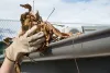 Useful Tips for Effective Gutter Cleaning in Kingston