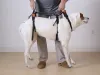 Which Harness For Your Dog?