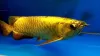 HOME - Arowana fish store