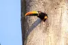 Vjajar a Costa Rica