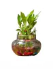 Plants for Table Top