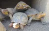 Tortoise Rescue — American Tortoise Rescue