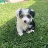 Buy Mal Shi Puppies for Sale at Best Prices | Local Puppy Groomers