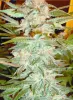 420 Clones and Seeds