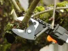 Tree Removal Price Roswell GA